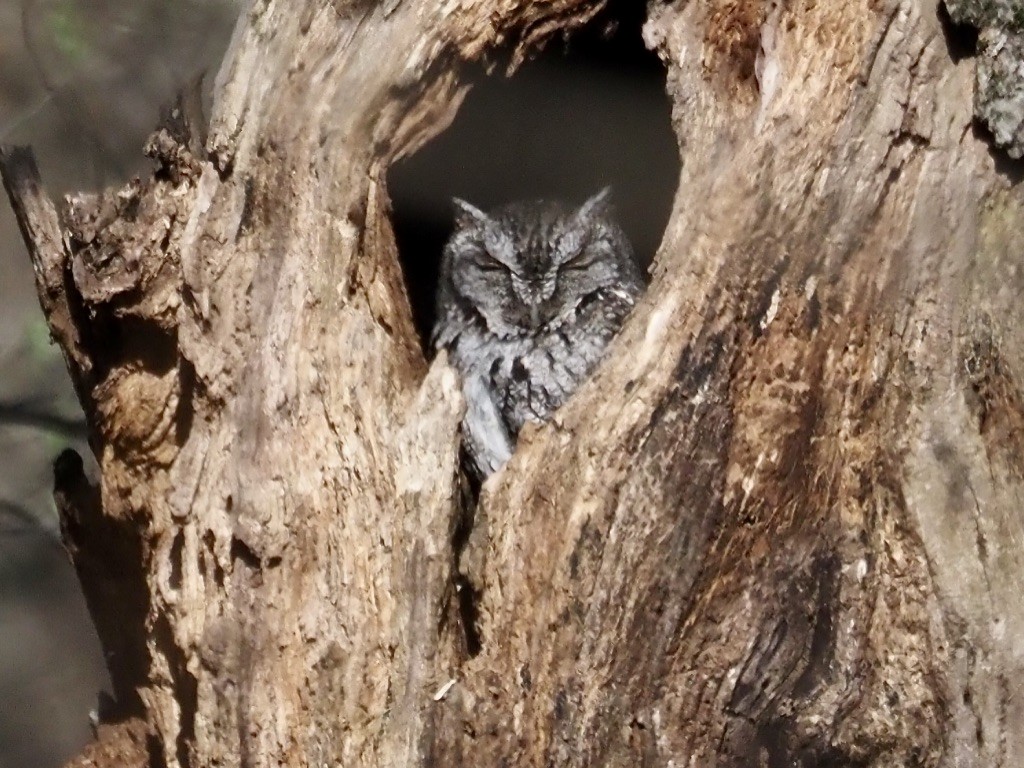 Eastern Screech-Owl - ML617951324