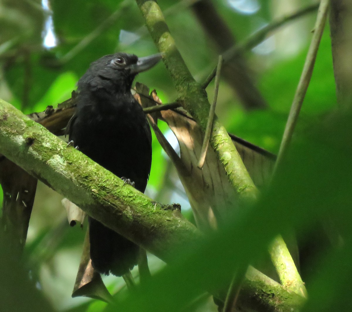 Recurve-billed Bushbird - ML617951347