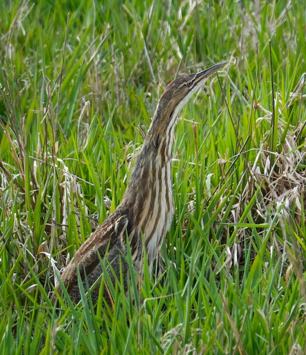 American Bittern - ML617951372