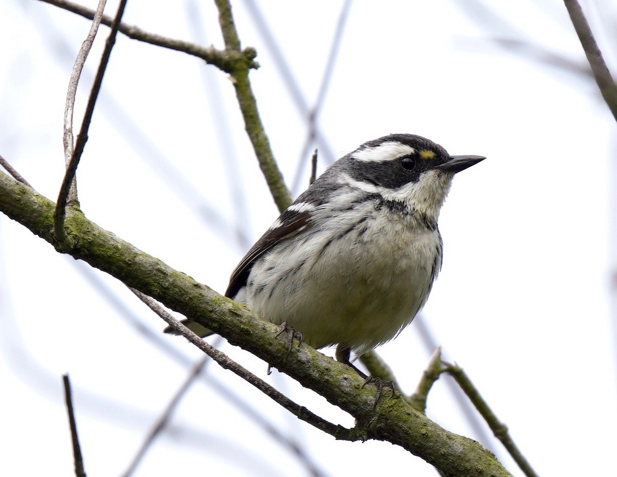 Black-throated Gray Warbler - ML617951380