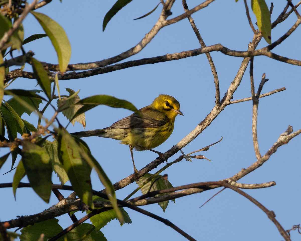 Prairie Warbler - Kevin Savage