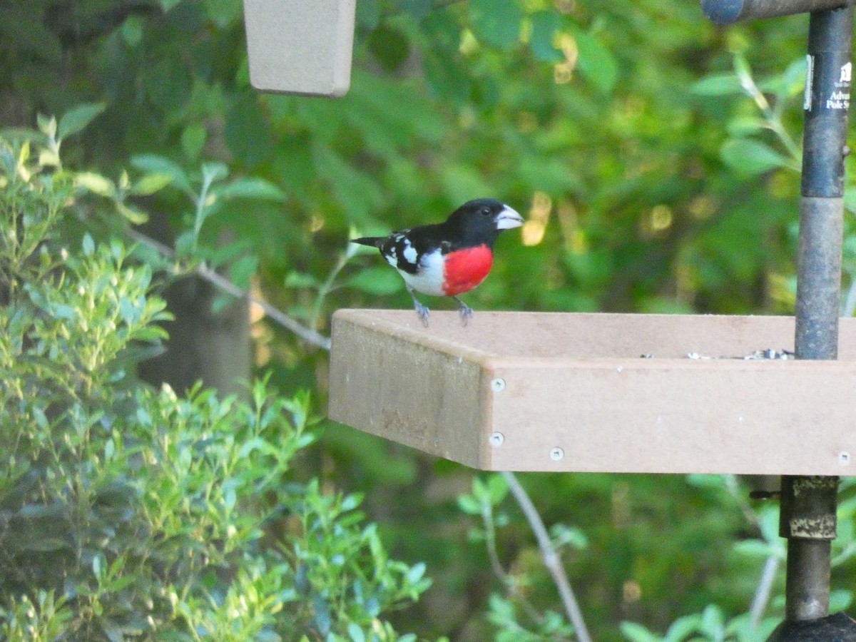 Rose-breasted Grosbeak - Tony-Cara Woods