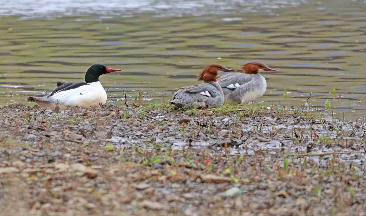 Common Merganser - ML617951434