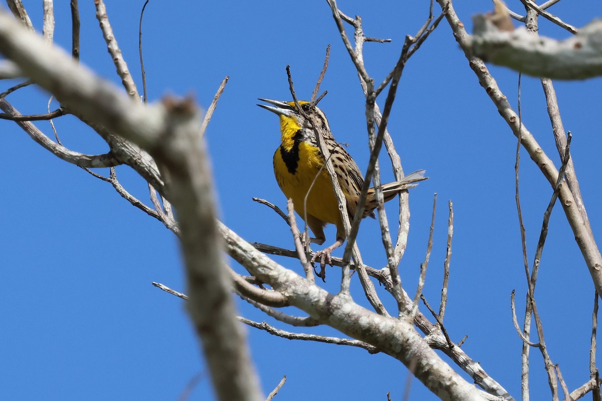 Eastern Meadowlark - ML617951521