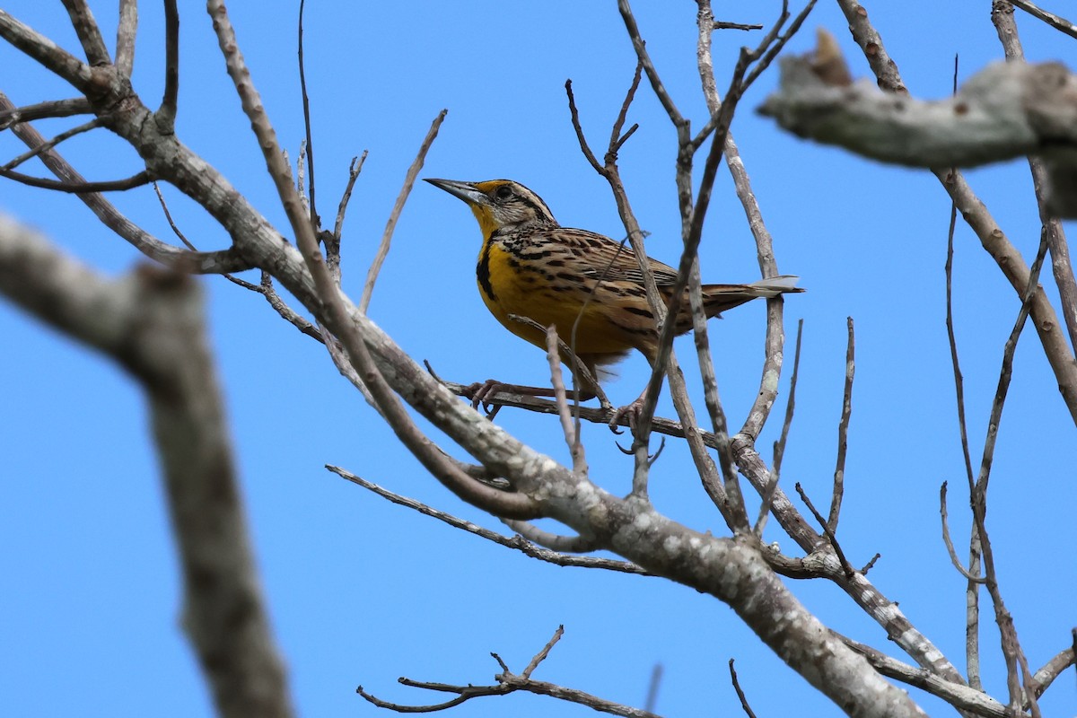 Eastern Meadowlark - ML617951522