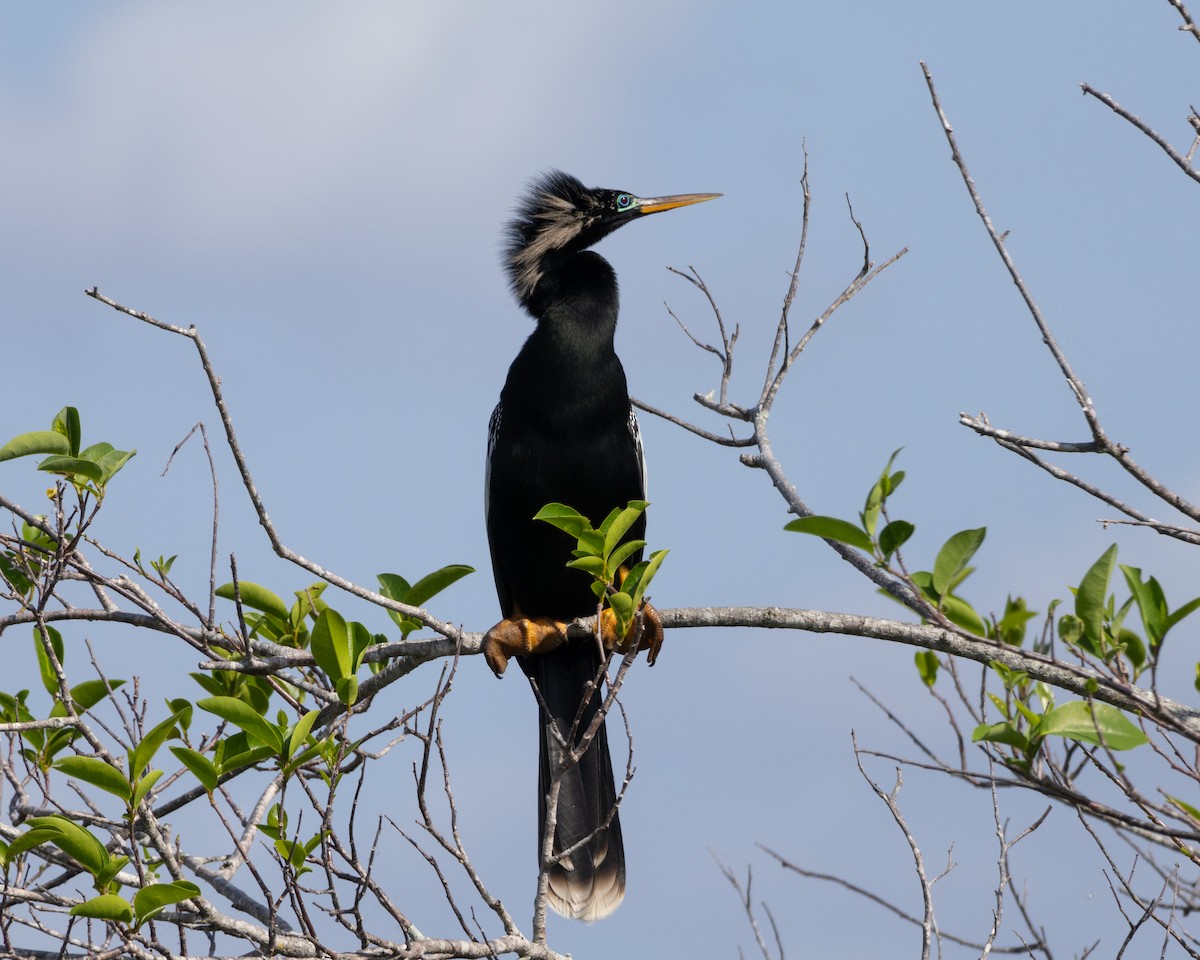 Anhinga - ML617951529