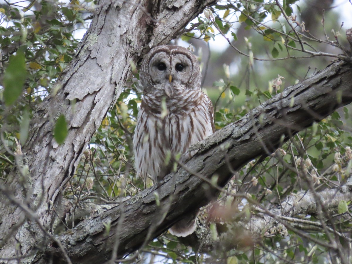 Barred Owl - ML617951568