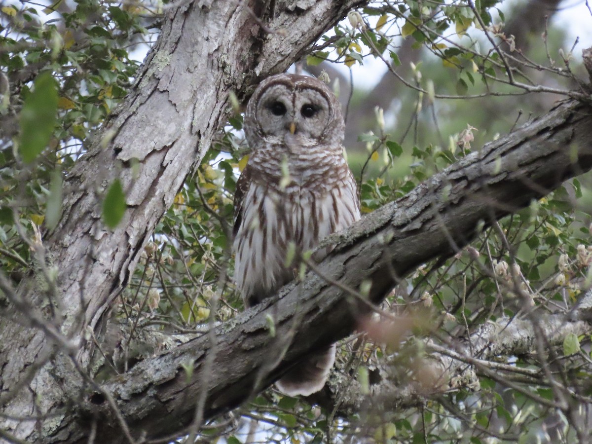 Barred Owl - ML617951573