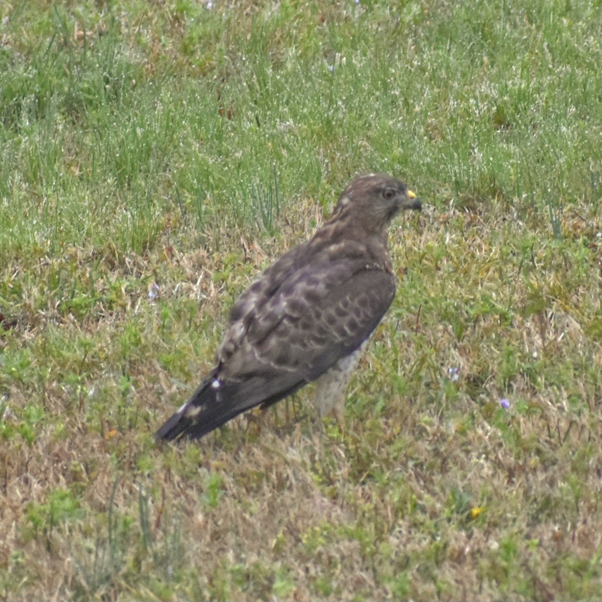 Broad-winged Hawk - ML617951574