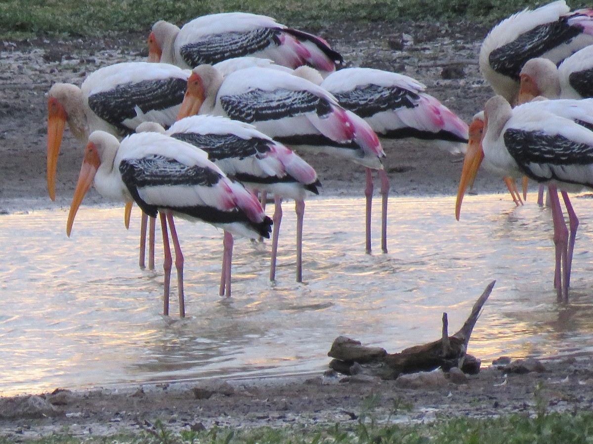 Painted Stork - ML61795161