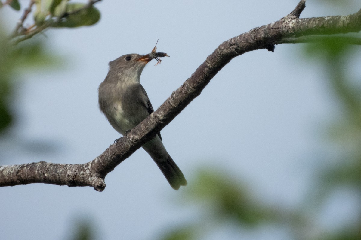 Western Wood-Pewee - ML617951646