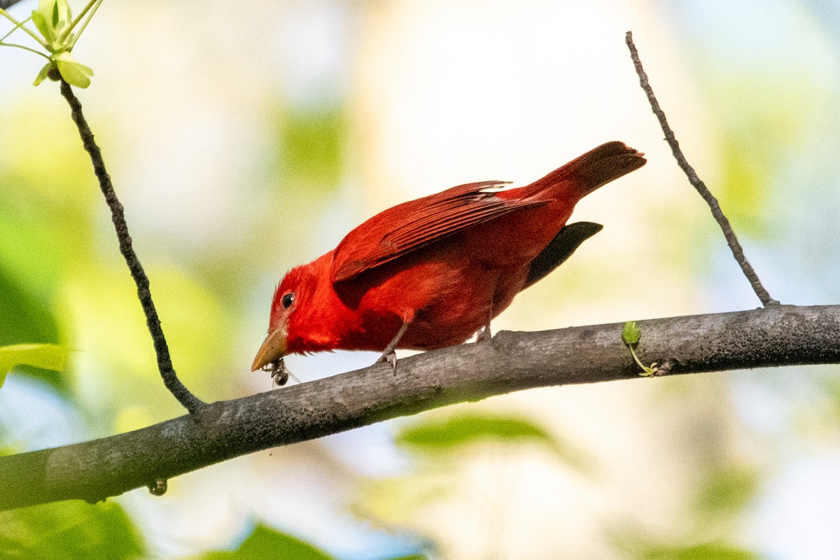 Summer Tanager - ML617951650