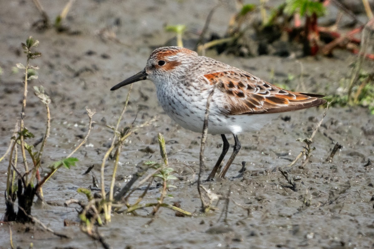 Western Sandpiper - ML617951722