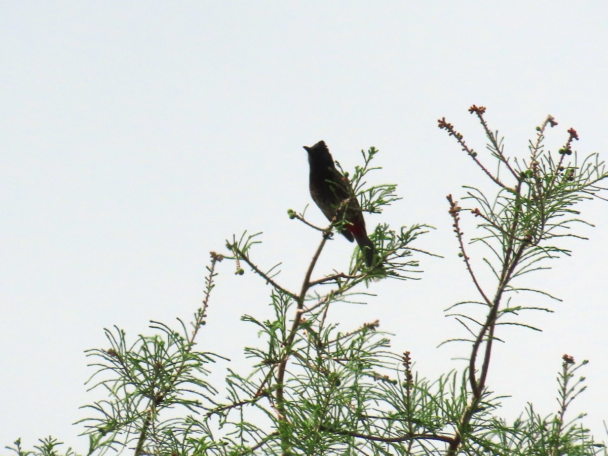 Red-vented Bulbul - ML617951727