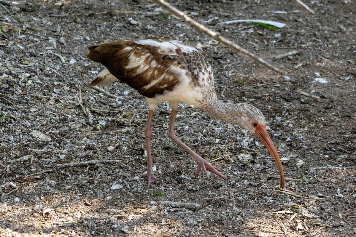 White Ibis - ML617951738