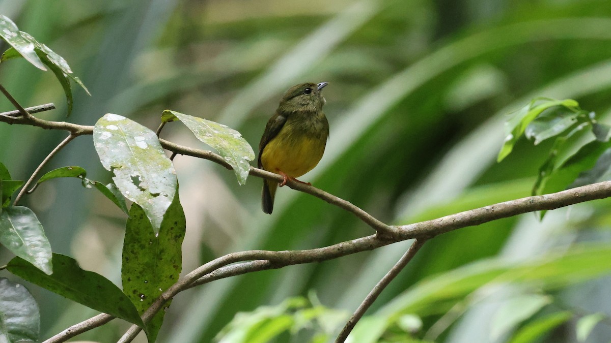 White-collared Manakin - Andy Bridges