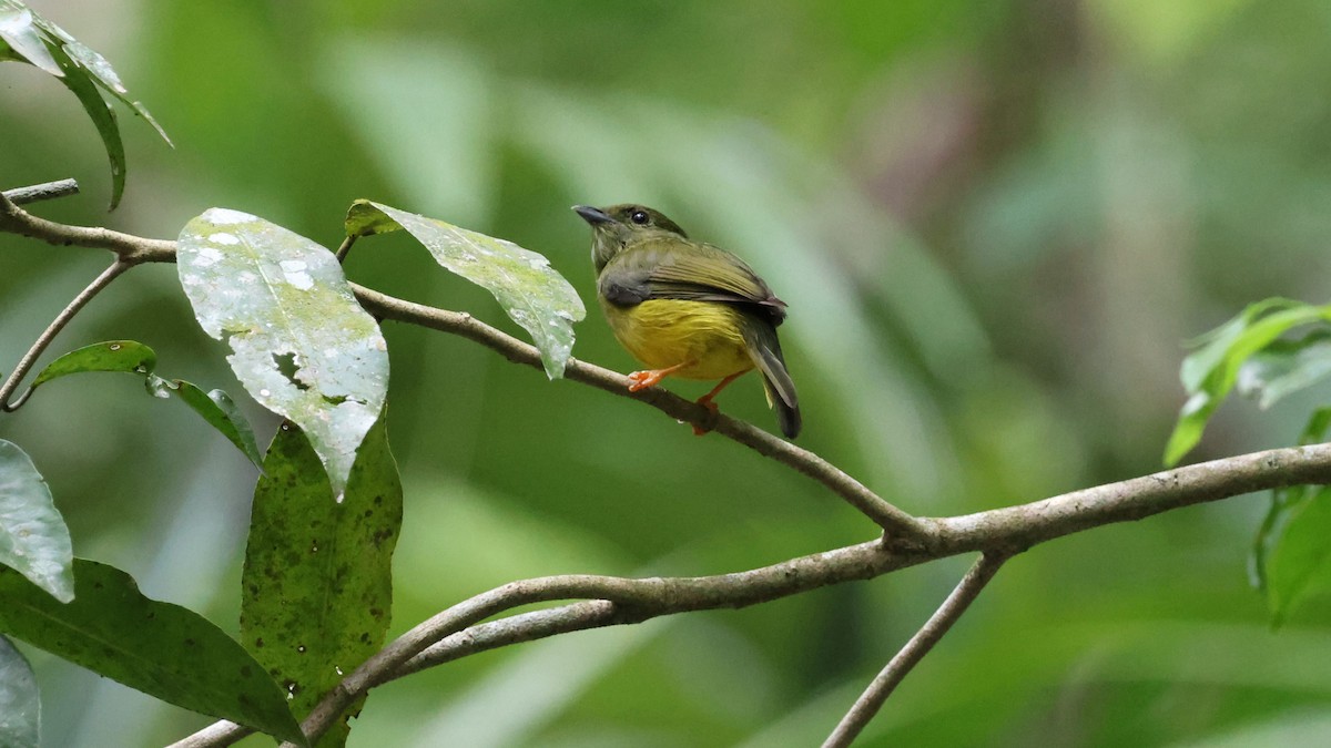 White-collared Manakin - Andy Bridges