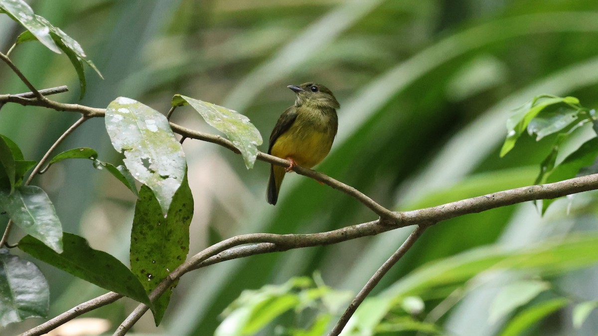 White-collared Manakin - ML617951816