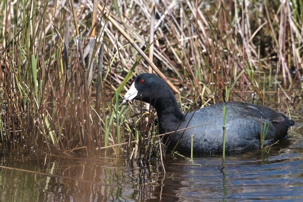 American Coot - ML617951831