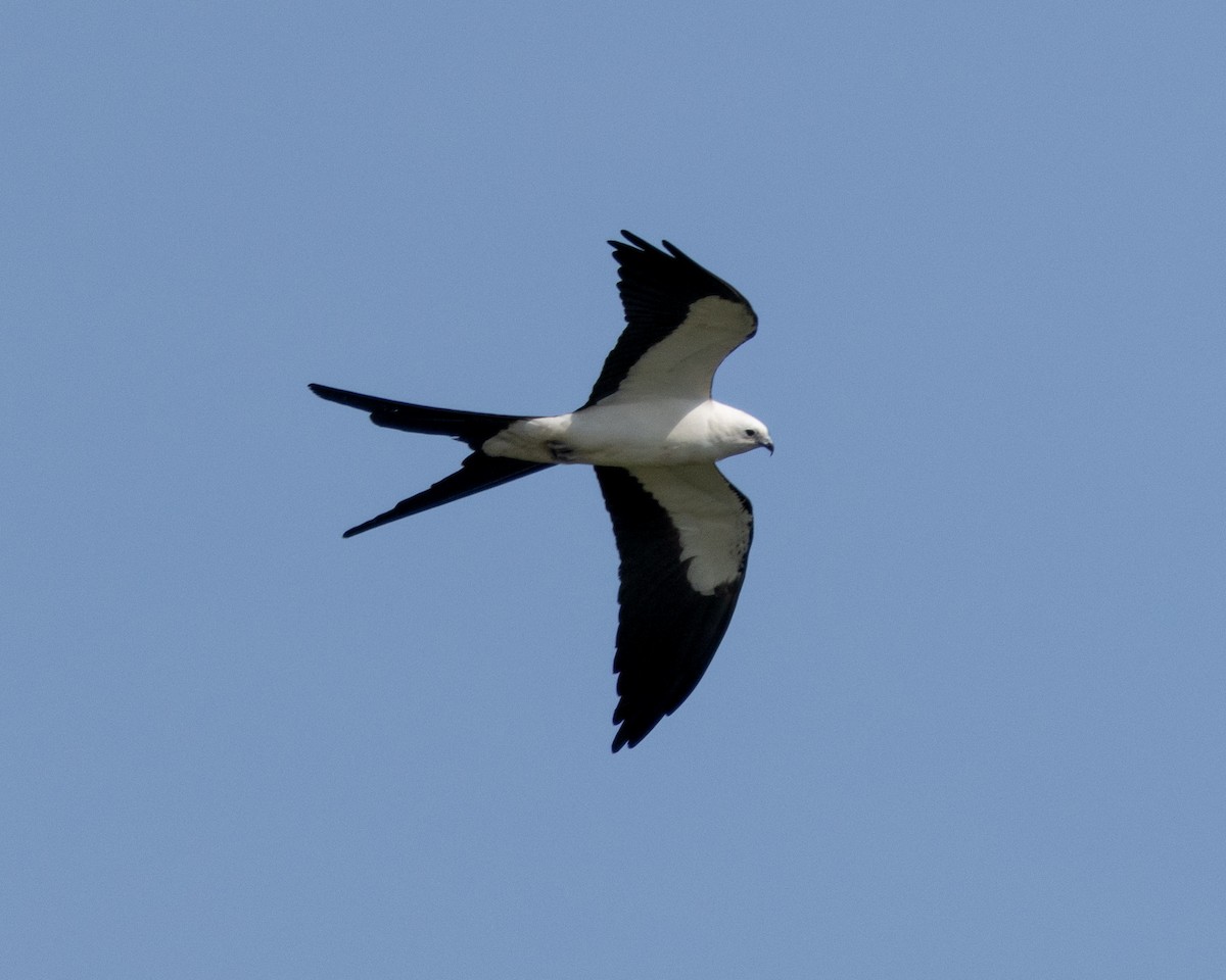 Swallow-tailed Kite - Kevin Savage