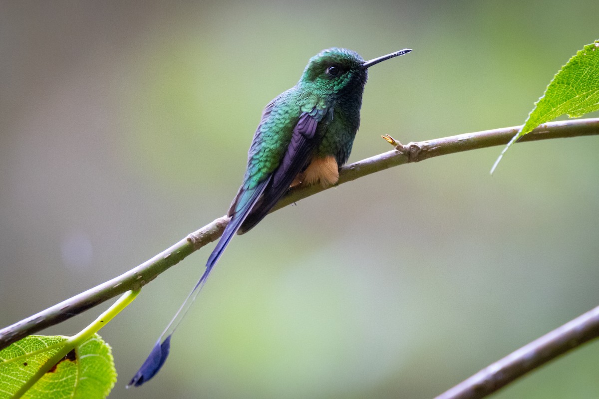 Peruvian Racket-tail - Susan Brickner-Wren