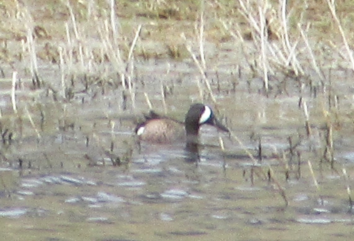 Blue-winged Teal - ML617951869