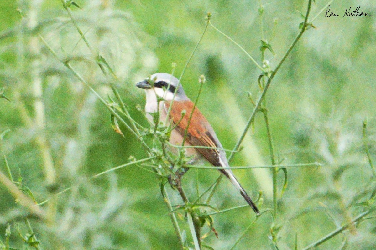 Red-backed Shrike - ML617951879