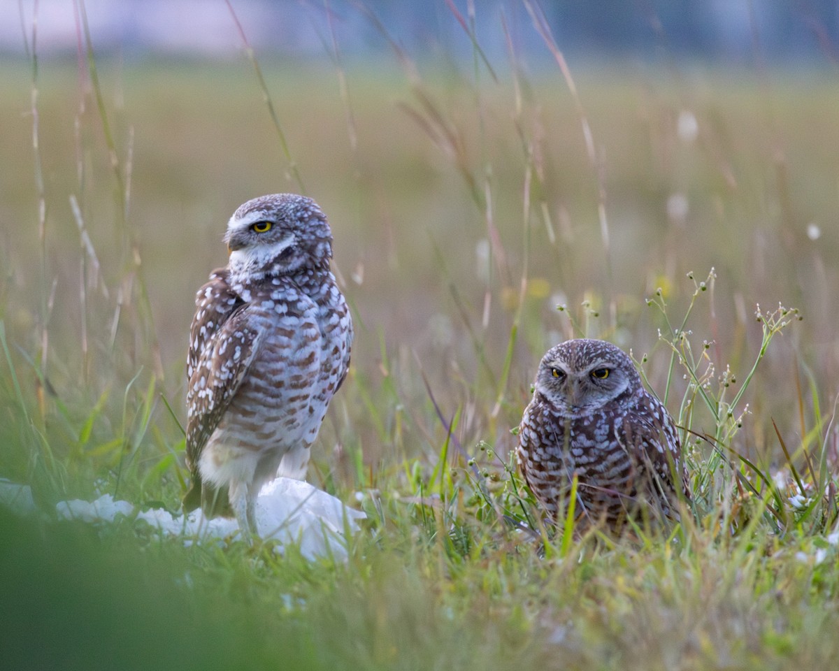 Burrowing Owl - Kevin Savage