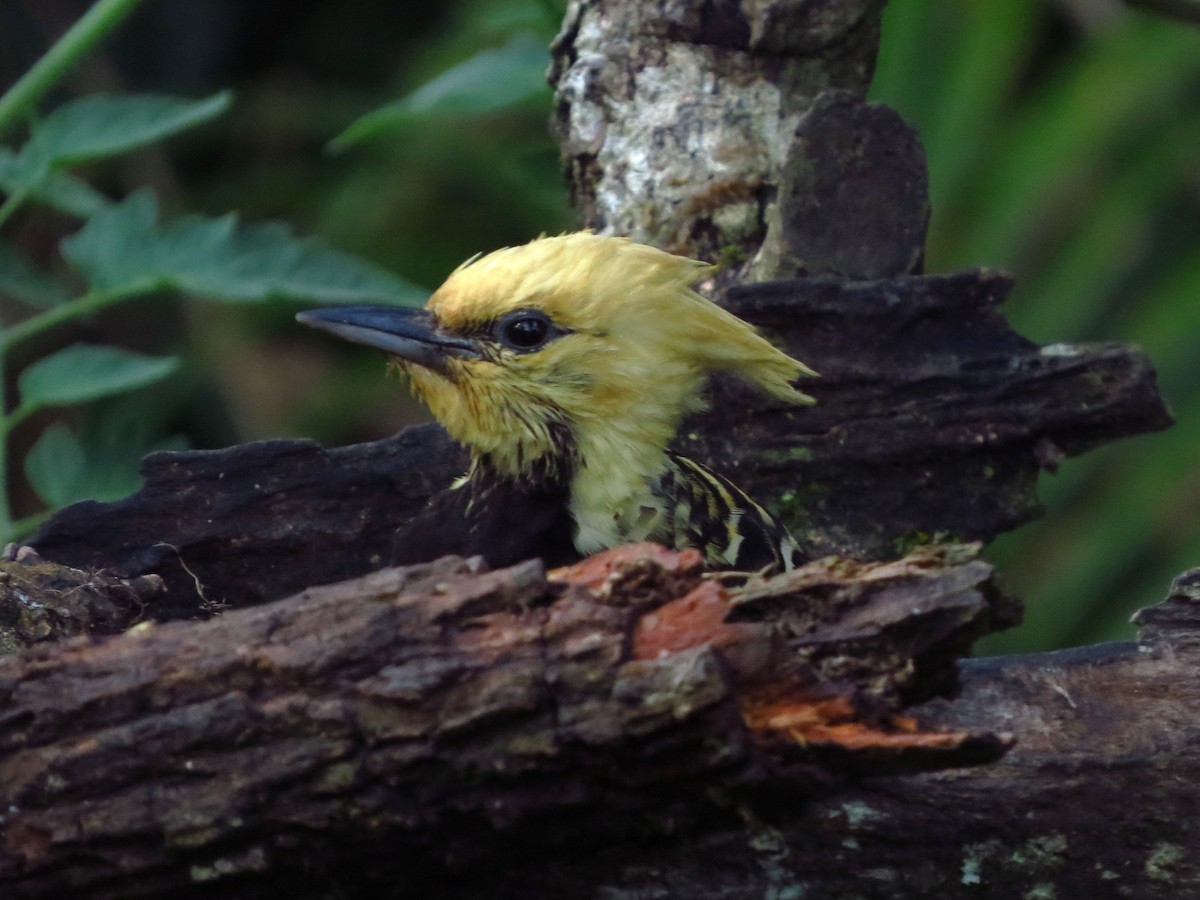 Blond-crested Woodpecker - Gisele Schoene