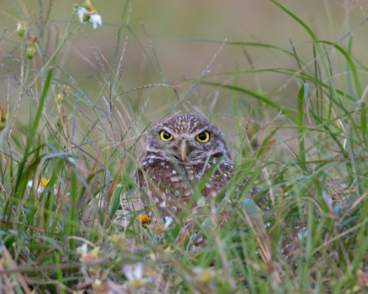 Burrowing Owl - Kevin Savage