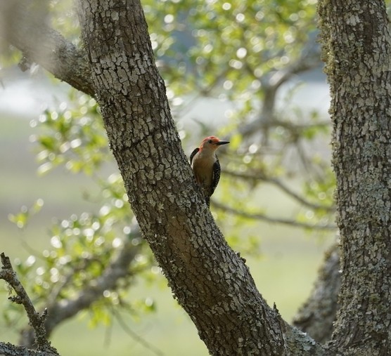 Red-bellied Woodpecker - Louis Dentiste