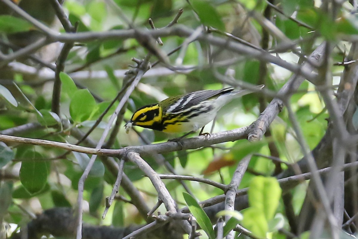 Townsend's Warbler - ML617951924