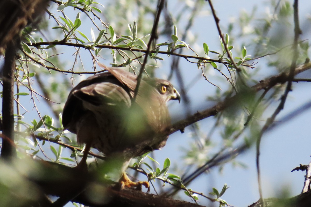 Cooper's Hawk - ML617951996