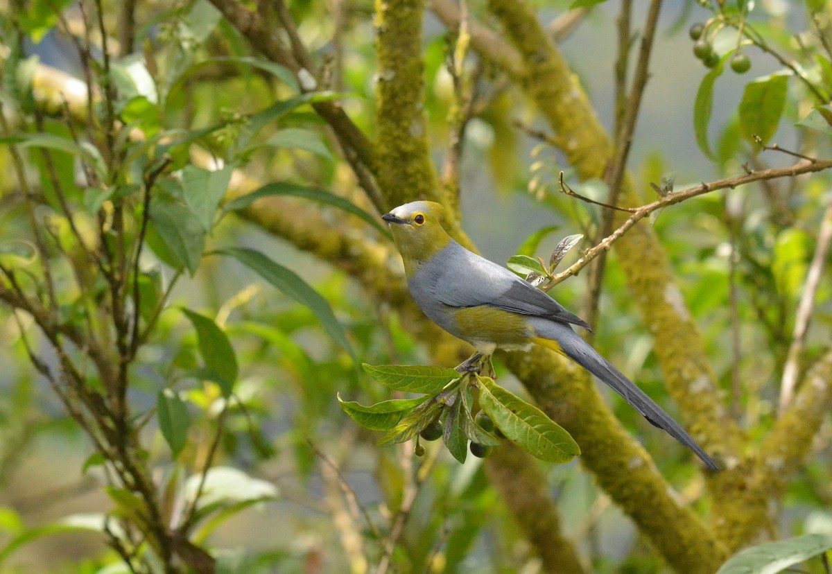 Long-tailed Silky-flycatcher - Matthew Dickerson