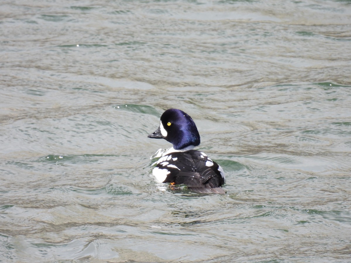 Barrow's Goldeneye - ML617952008