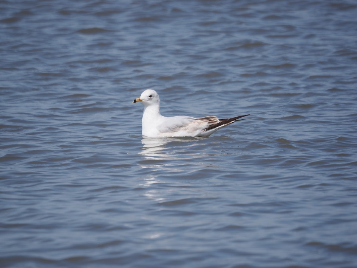 Ring-billed Gull - ML617952046