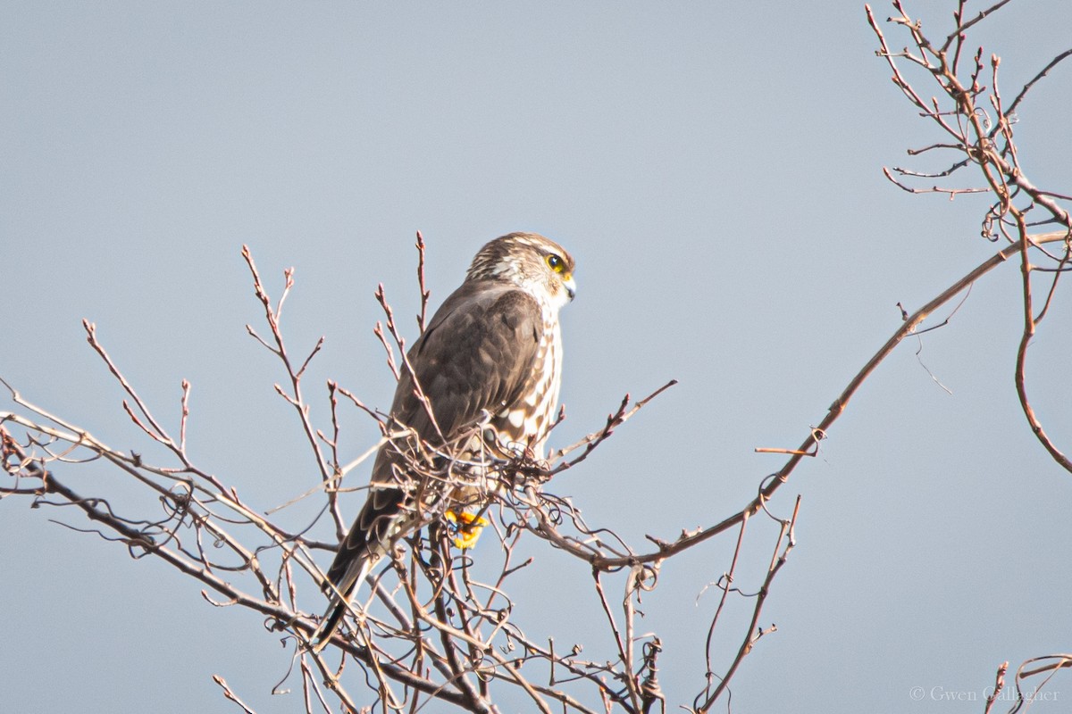 Підсоколик малий (підвид columbarius) - ML617952062