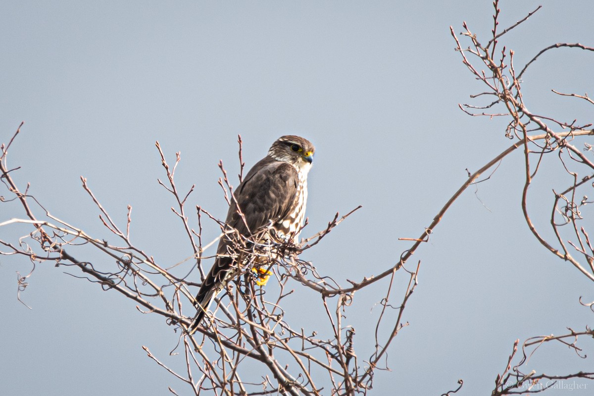 Merlin (columbarius) - ML617952064