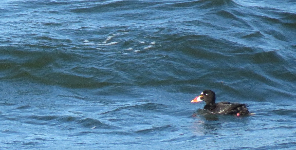 Surf Scoter - ML617952074