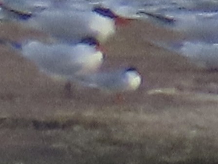 Forster's/Common Tern - Tim Carney