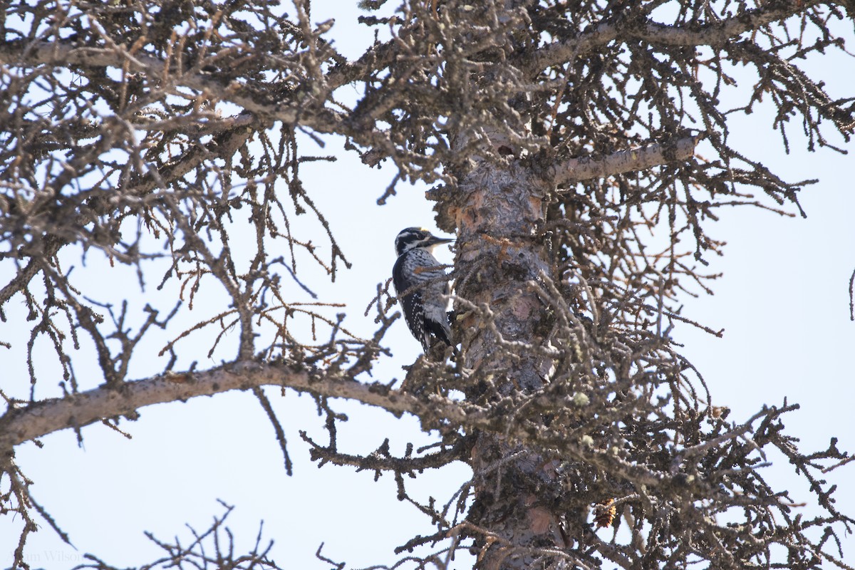 American Three-toed Woodpecker - ML617952095