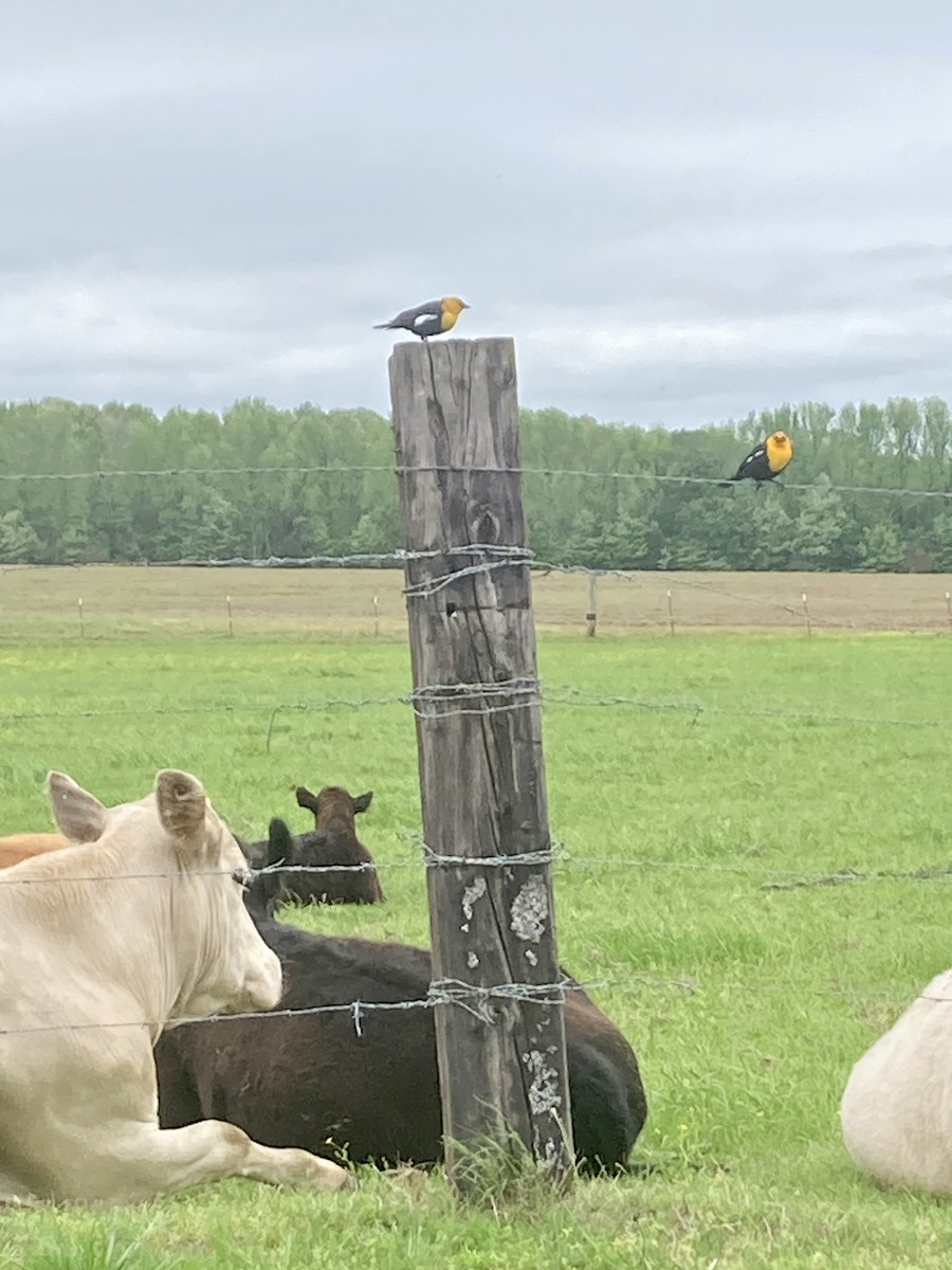 キガシラムクドリモドキ - ML617952139