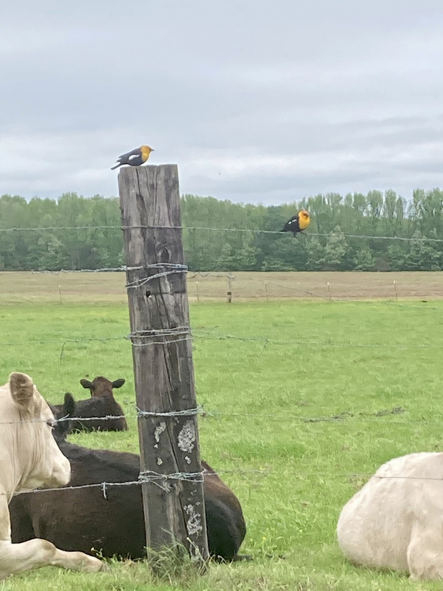 キガシラムクドリモドキ - ML617952140