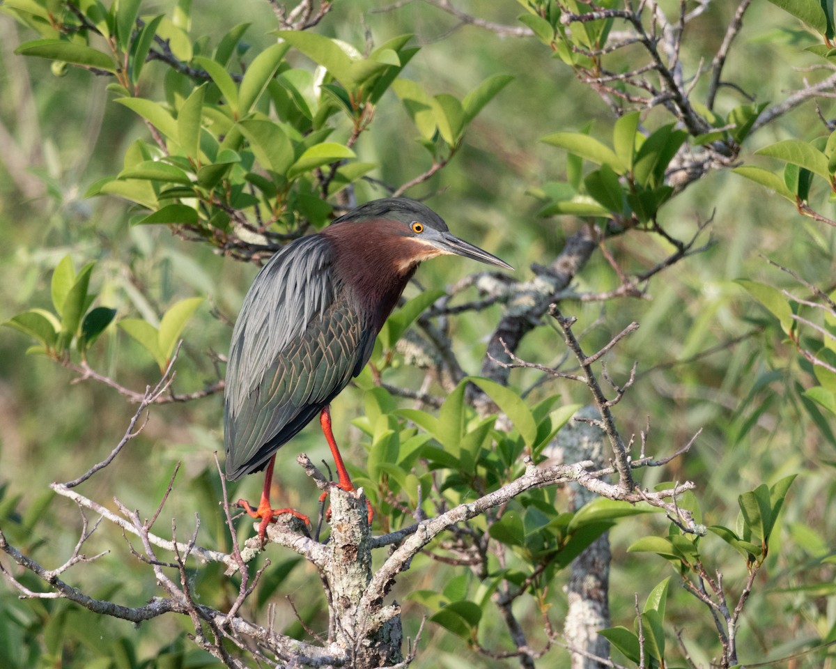 Green Heron - ML617952178