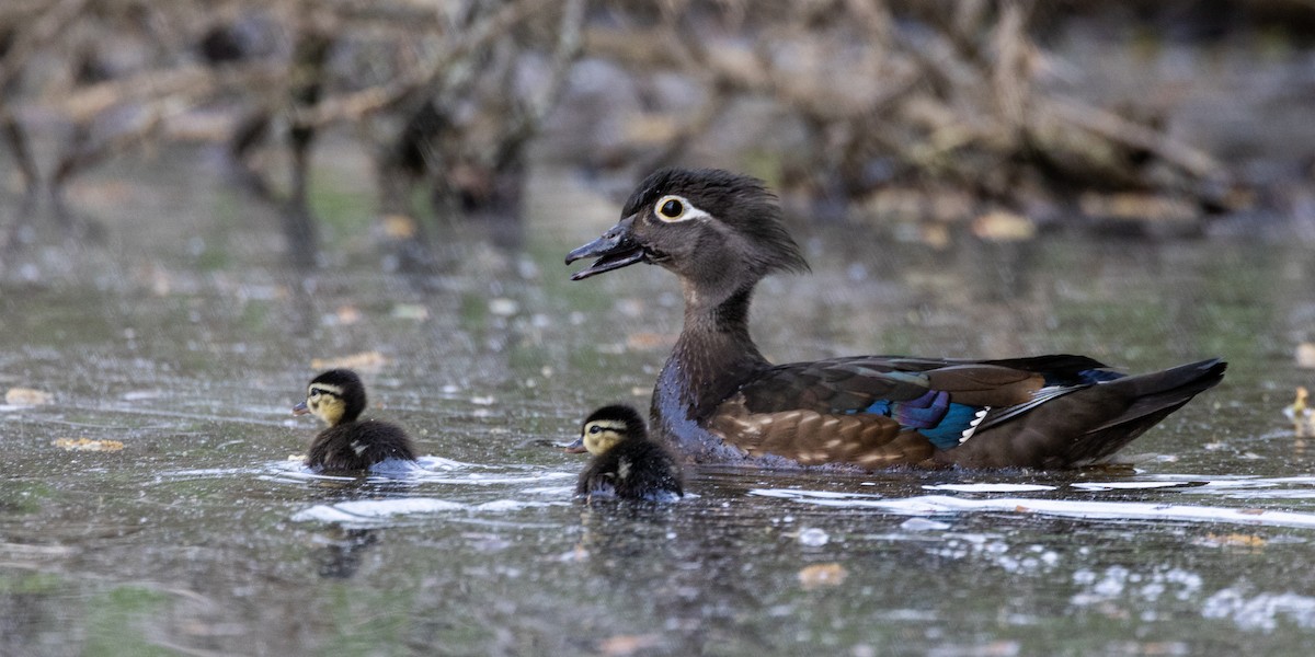 Wood Duck - ML617952195