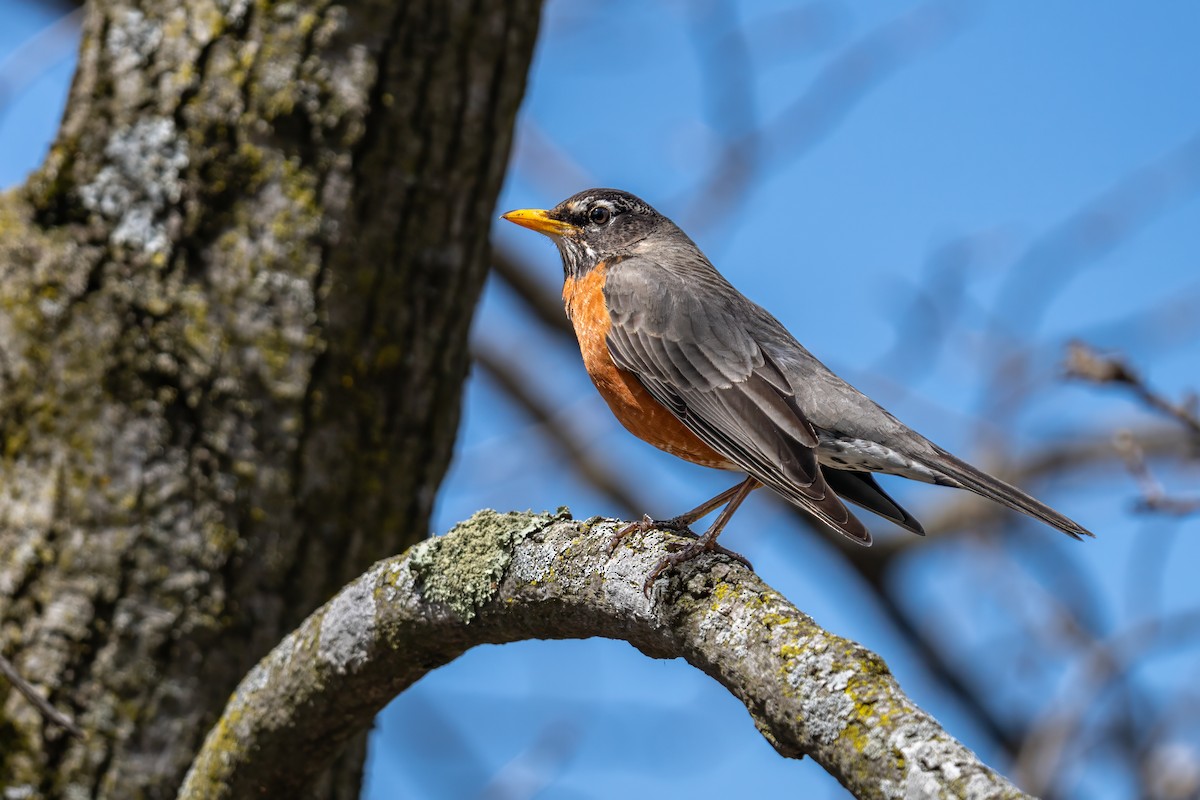 American Robin - ML617952201