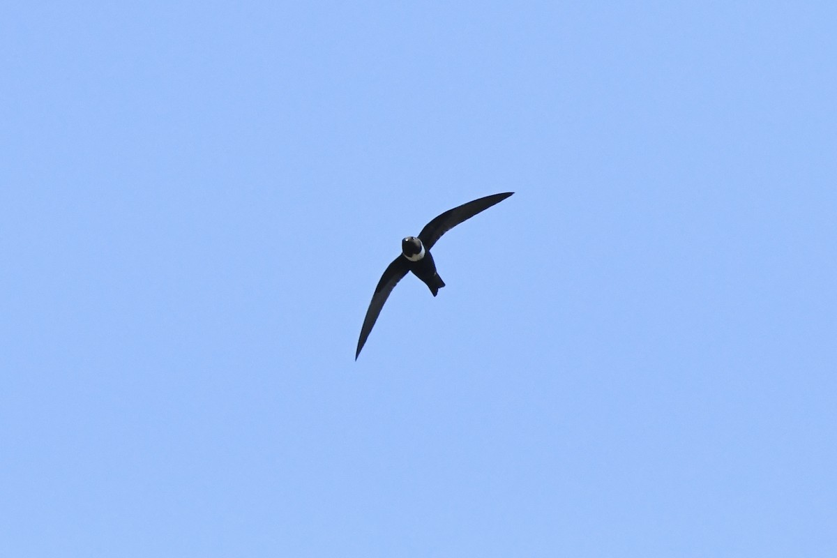 White-collared Swift - ML617952210