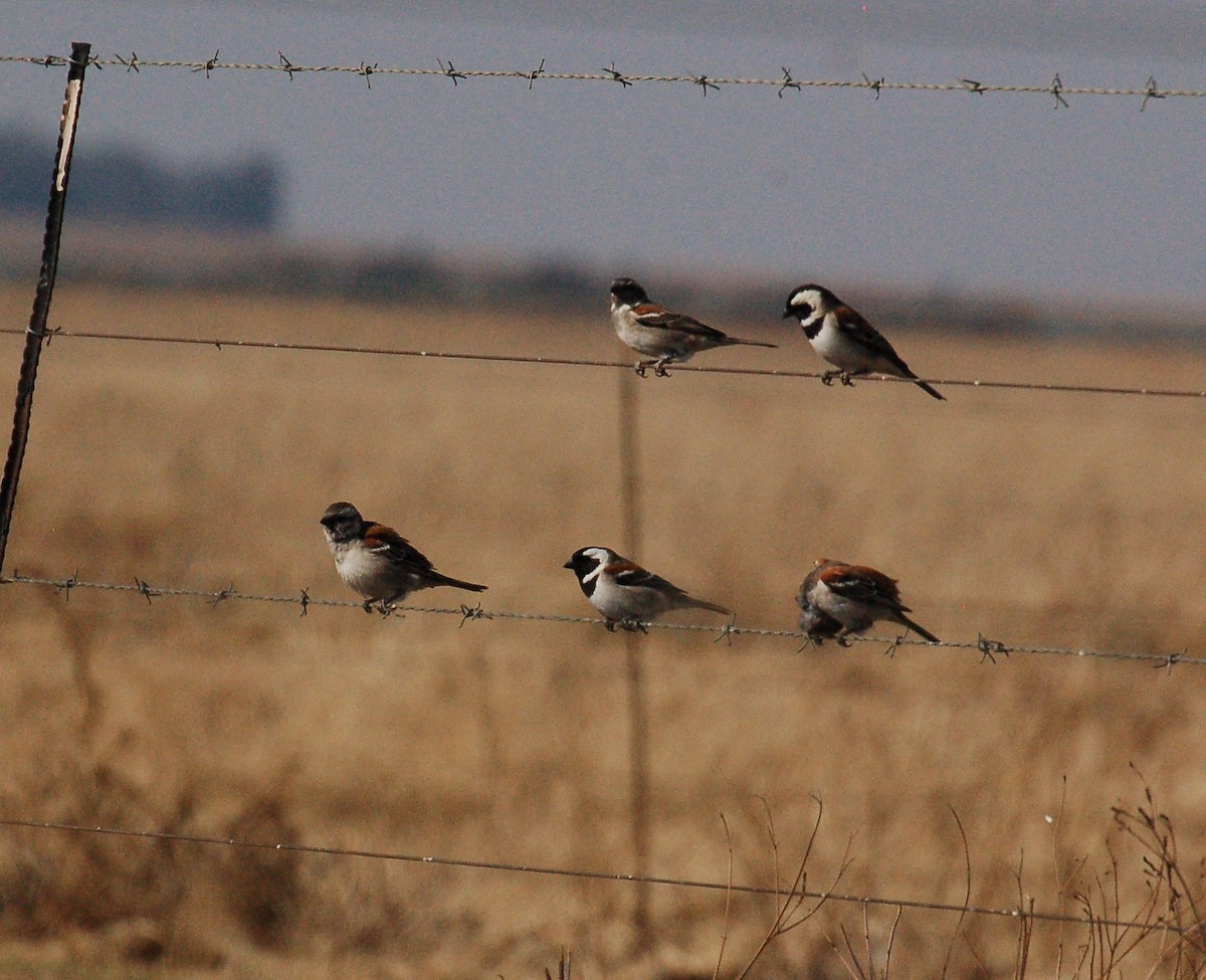 Cape Sparrow - ML617952211