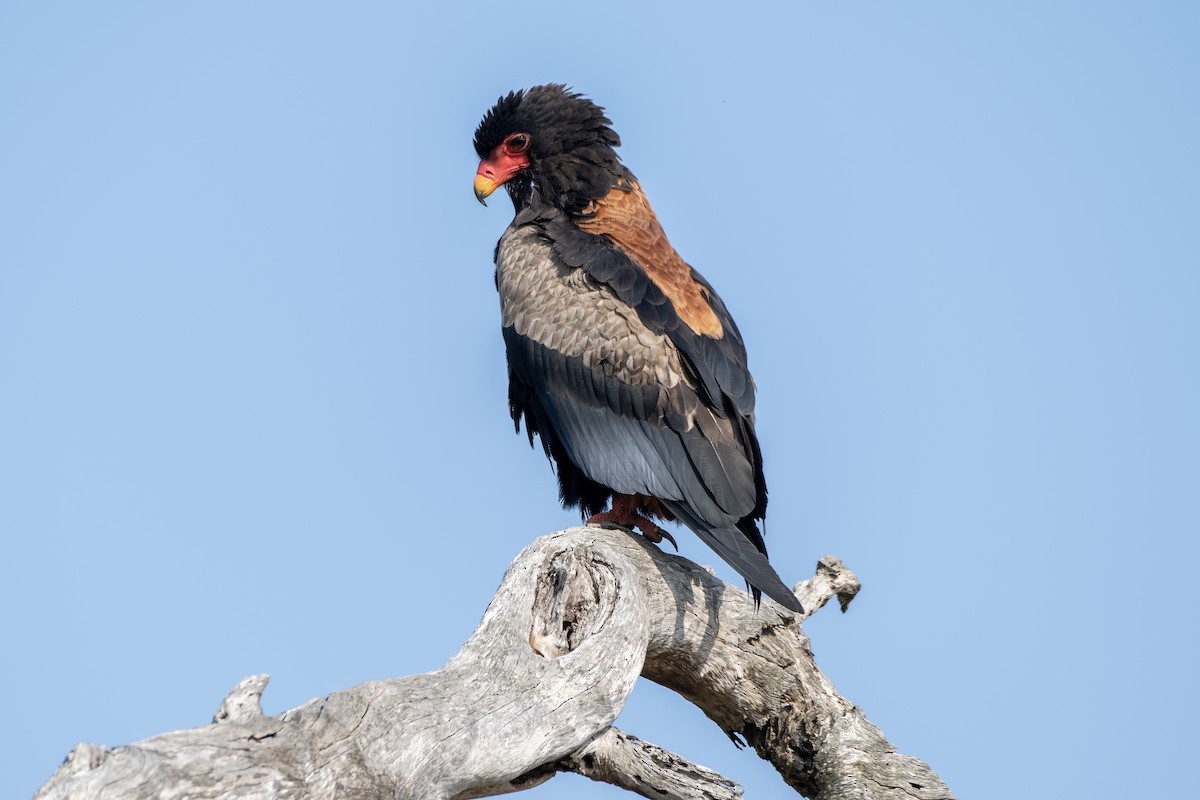 Bateleur - ML617952213