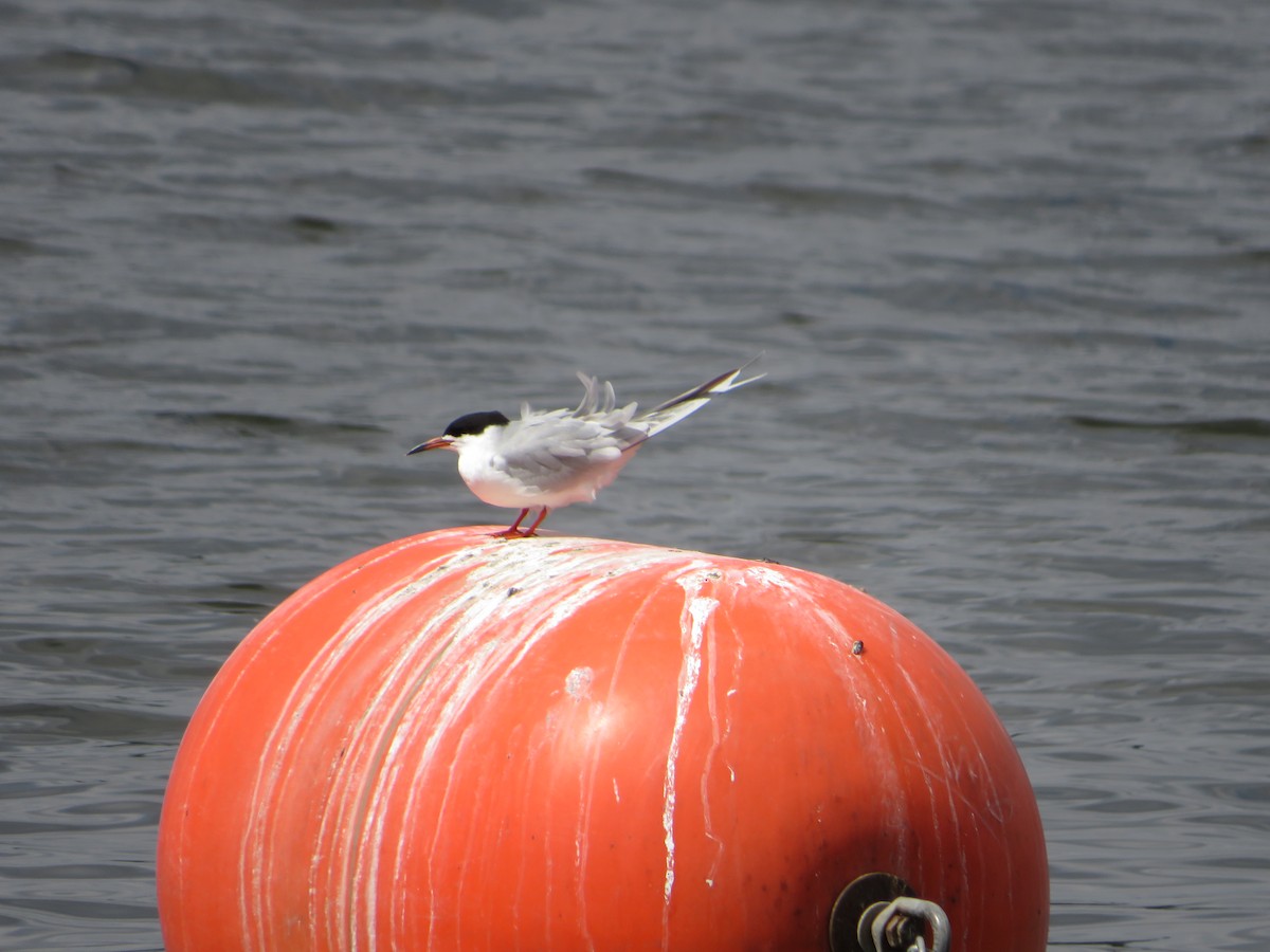 Forster's Tern - ML617952215